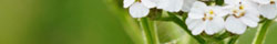 Yarrow flower