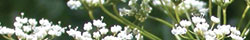 Anise