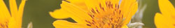 Arnica