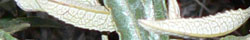Yerba santa