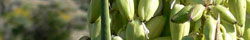 Yucca root