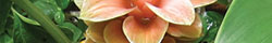Arrowroot