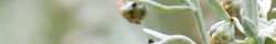 Wormwood herb