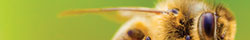 Bee pollen