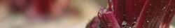 Beet root