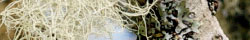 Usnea