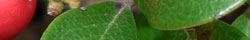 Uva ursi