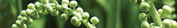 Black cohosh