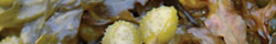 Bladderwrack