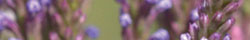 Blue vervain
