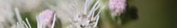 Boneset