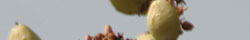 Boswellia serrata