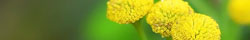 Tansy