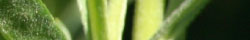 Tarragon