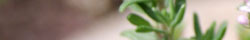 Thyme