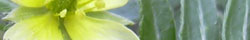 Tribulus terrestris