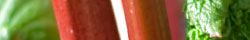 Turkey rhubarb