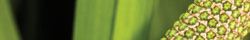 Calamus