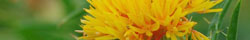 Safflower