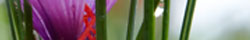 Saffron