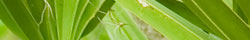 Saw palmetto