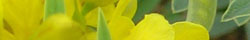Senna