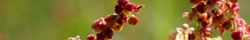 Sheep's sorrel