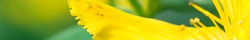 St. John's wort