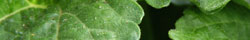Stevia