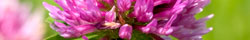 Red clover