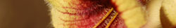 Rehmannia