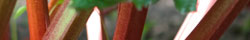 Rhubarb root