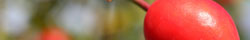 Rose hips