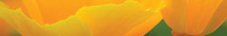 California poppy