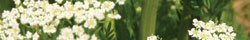 Caraway