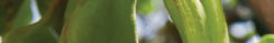 Carob