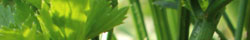 Celery