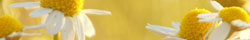 Chamomile