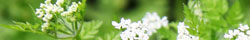 Chervil