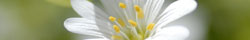 Chickweed
