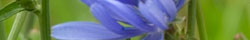 Chicory