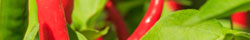 Chili pepper