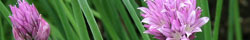Chives