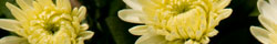 Chrysanthemum