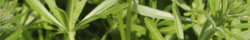 Cleavers