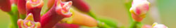 Cloves