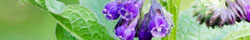 Comfrey