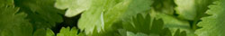 Coriander