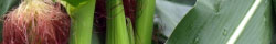 Cornsilk