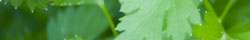 Parsley